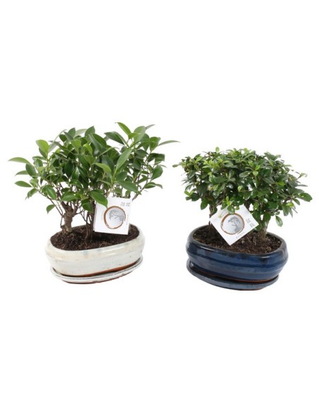 BONSAI MIX FOREST IN CERAMIC+SAUCER M21