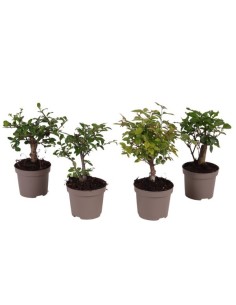 BONSAI MIX IN CARBON FREE POT M9