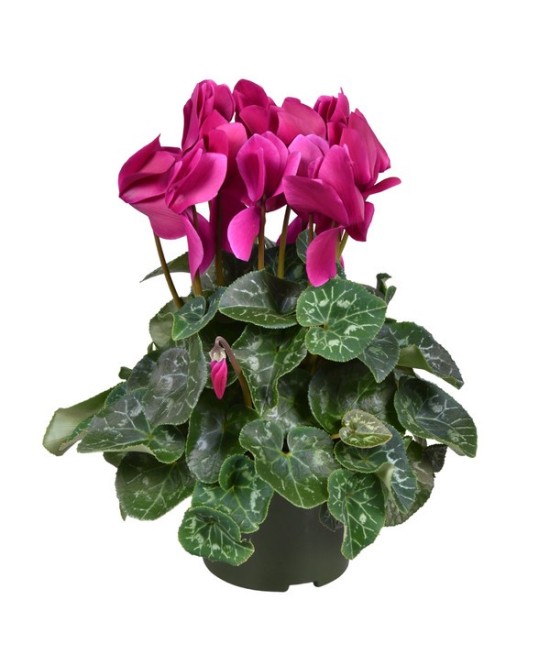 CYCLAMEN GR LEOPARDO F1 M13 PURPURA