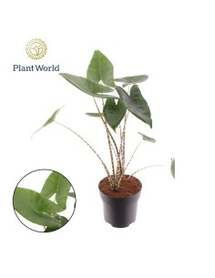 ALOCASIA ZEBRINA M19