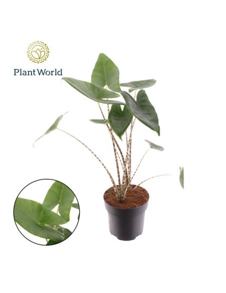 ALOCASIA ZEBRINA M19