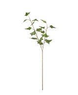 Murgrona H70cm | Planta trepadora ornamental y resistente | Endanea Garden