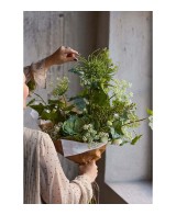 Murgrona H70cm | Planta trepadora ornamental y resistente | Endanea Garden