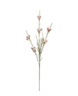 Calluna H63cm | Planta de temporada con floración colorida | Endanea Garden