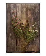 Calluna H63cm | Planta de temporada con floración colorida | Endanea Garden
