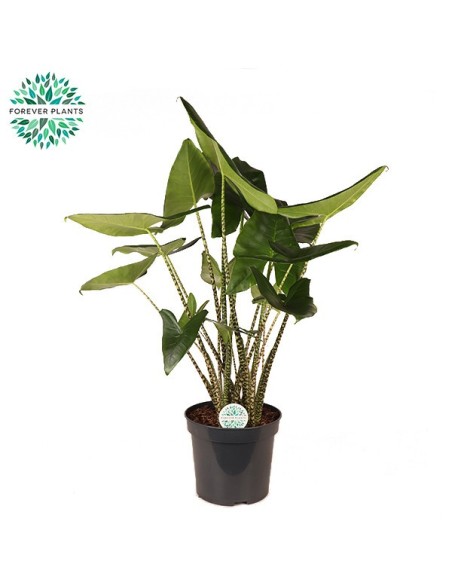 ALOCASIA ZEBRINA M35