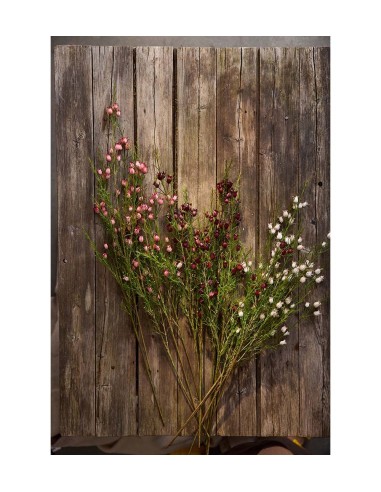 Calluna H63cm | Planta ornamental de temporada para jardín y terraza | Endanea Garden