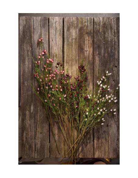 Calluna H63cm | Planta ornamental de temporada para jardín y terraza | Endanea Garden