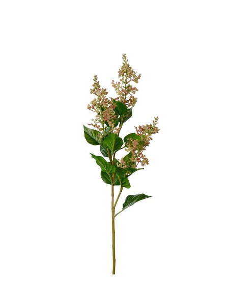 Barkvist H68cm | Planta ornamental frondosa para interiores y exteriores | Endanea Garden