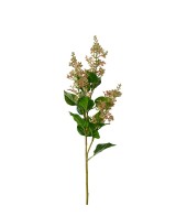 Barkvist H68cm | Planta ornamental frondosa para interiores y exteriores | Endanea Garden