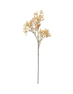 Brudsloja H70cm | Planta ornamental elegante para interiores y exteriores | Endanea Garden