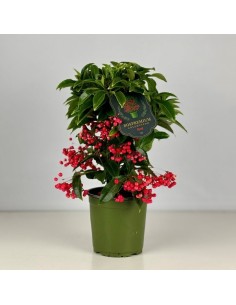 ARDISIA CREN BOS PREIMIUM RED+CERAMIC M14