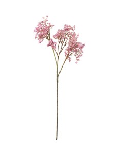 Brudsloja H70cm Planta Ornamental de Interior y Exterior | Endanea Garden