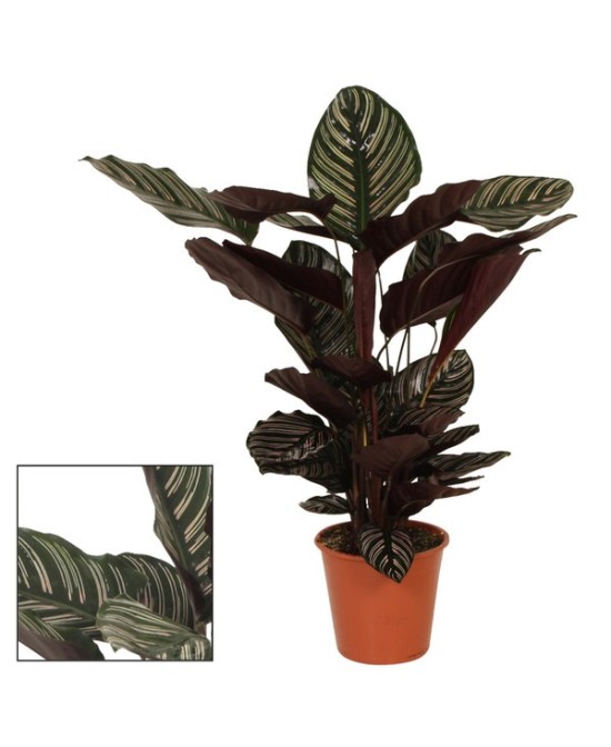 Calathea Sand Ornata planta de interior hojas rayadas verde púrpura M19

