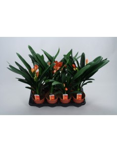 CILVIA MINIATA BUDGET M13 NARANJA