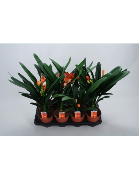 CILVIA MINIATA BUDGET M13 NARANJA