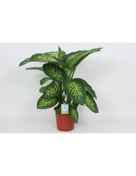 DIEFFENBACHIA SEG TROPIC SNOW M24