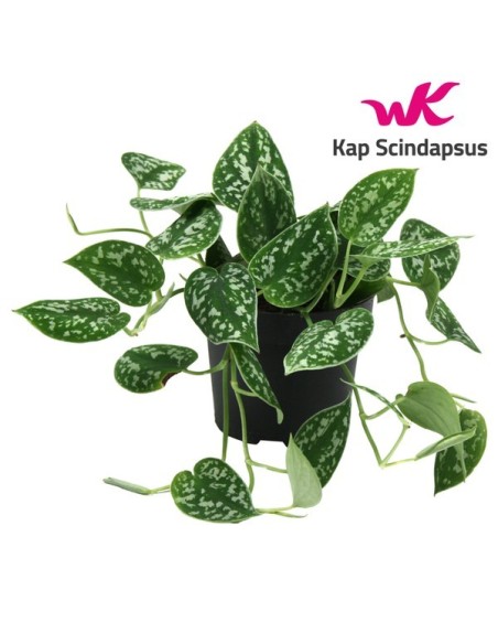 SCINDASPUS PICTUS ARGYRAEUS M12