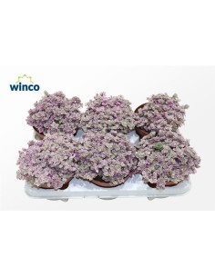 TRADESCANTIA FLUM M13