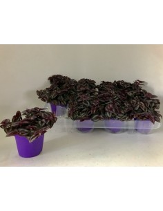 Tradescantia Purple Passion planta interior hojas púrpura fácil cuidado luz indirecta