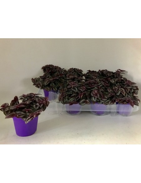 Tradescantia Purple Passion planta interior hojas púrpura fácil cuidado luz indirecta