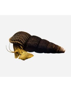 CARACOL CONEJO AMARILLO 3-5 CM