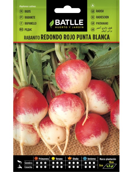 Semillas Rábano Redondo Rojo Punta Blanca - Cultivo Fácil y Natural