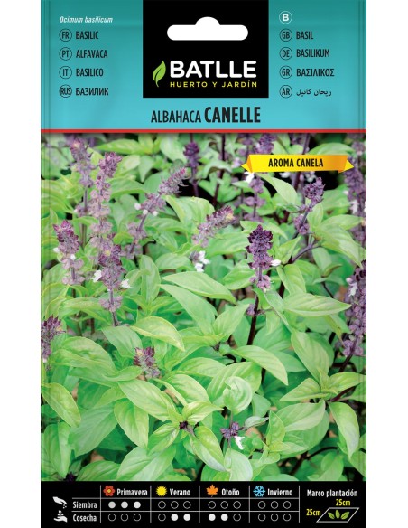 Semilla Albahaca Cannelle - Aromática y Fácil de Cultivar | Endanea Garden