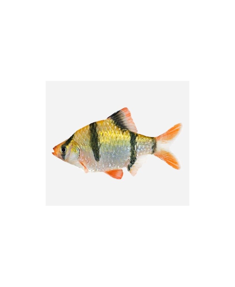 PUNTIUS TETRAZONA 4-5CM