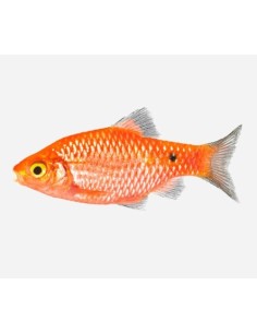 PUNTIUS COCHONIUS MIX 3-4CM