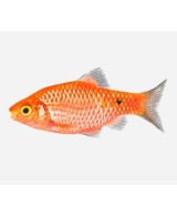 PUNTIUS COCHONIUS MIX 3-4CM
