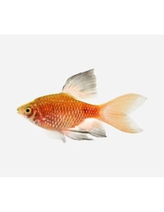 PUNTIUS COCHONIUS MIX 3-4CM 2