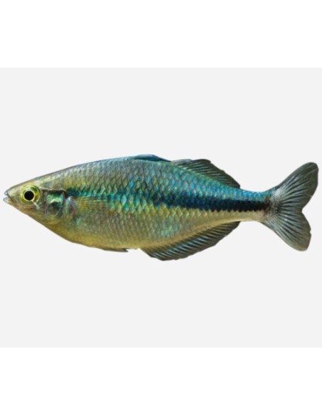 MELANOTAENIA LACUSTRIS  6-7CM