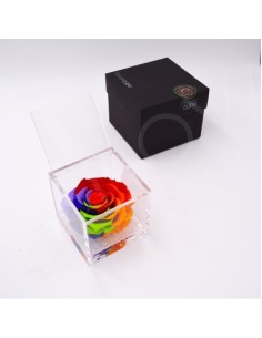 Flower Cube Special Edition Rosa 10x10 Packaging Colore Rainbow | Endanea Garden