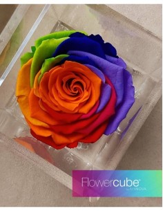 Flowercube Special Edition Rosa 8x8 Colore Rainbow Rosa Preservada Regalo Original 2