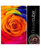 Flowercube Special Edition Rosa 8x8 Colore Rainbow Rosa Preservada Regalo Original