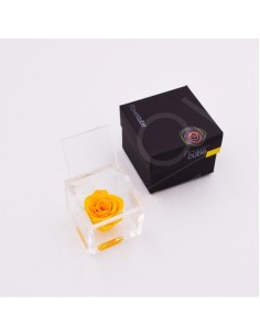 Flowercube Rosa 6x6 Packaging Amarillo Rosa Preservada Regalo Elegante