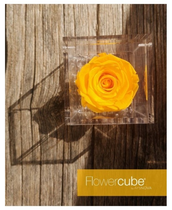 Flowercube Rosa 6x6 Packaging Amarillo Rosa Preservada Regalo Elegante