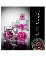Flowercube Rosa 6x6 Packaging Rosa Regalo Floral Elegante y Duradero