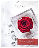 Flowercube Rosa 6x6 con Packaging Rojo Regalo Floral Elegante y Sofisticado