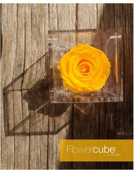 Flowercube Rosa 8x8 con Packaging Amarillo Regalo Floral Duradero