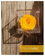 Flowercube Rosa 8x8 con Packaging Amarillo Regalo Floral Duradero