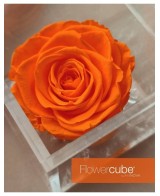 Flowercube Rosa 8x8 Packaging Naranja Regalo Floral Elegante y Sofisticado