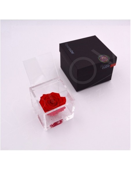 Flowercube Rosa 8x8 con Packaging Rojo | Rosa Preservada Elegante | Endanea Garden