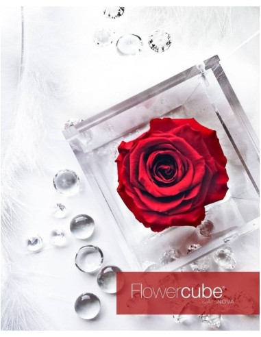 Flowercube Rosa 8x8 con Packaging Rojo | Rosa Preservada Elegante | Endanea Garden