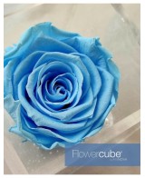 Flowercube Rosa 10x10 Packaging Azul Claro Regalo Elegante Flores Preservadas