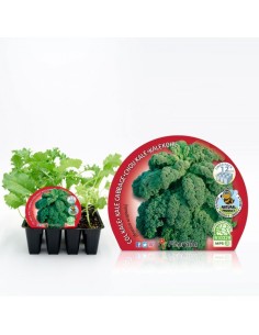Col Kale 12ud Brassica Acephala Pack de Verduras Frescas y Ecológicas