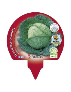 Col Kale 12ud Brassica Acephala Pack de Verduras Frescas y Ecológicas 2