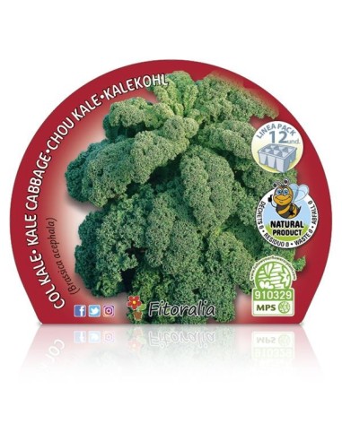 Col Kale 12ud Brassica Acephala Pack de Verduras Frescas y Ecológicas