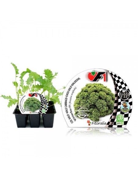 Col Kale Híbrida Winterbor F1 6ud Pack de Verduras Frescas y Nutritivas